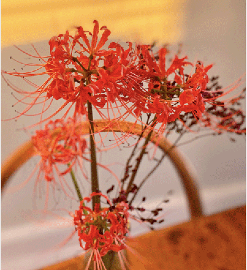 Red Spider Lilies