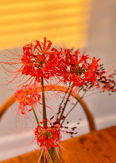 Red spider lily in a vase | Photo by Lucy Mercer