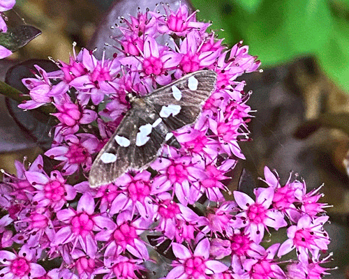 Moth on a pink succulent