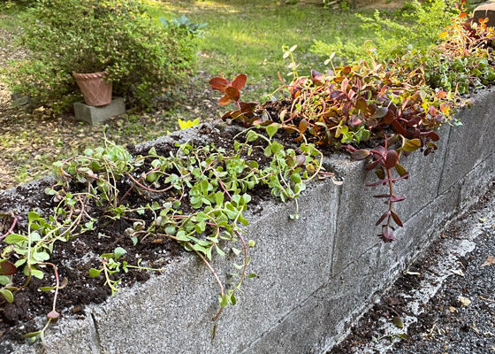 Succulents planted in a cinder block wall