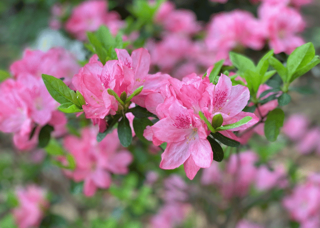 Pink azalea blooms | Photo by Lucy Mercer/A Cook and Her Books