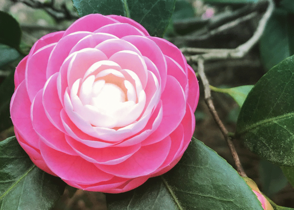 Pink Perfection camellia | Photo by Lucy Mercer/A Cook and Her Books