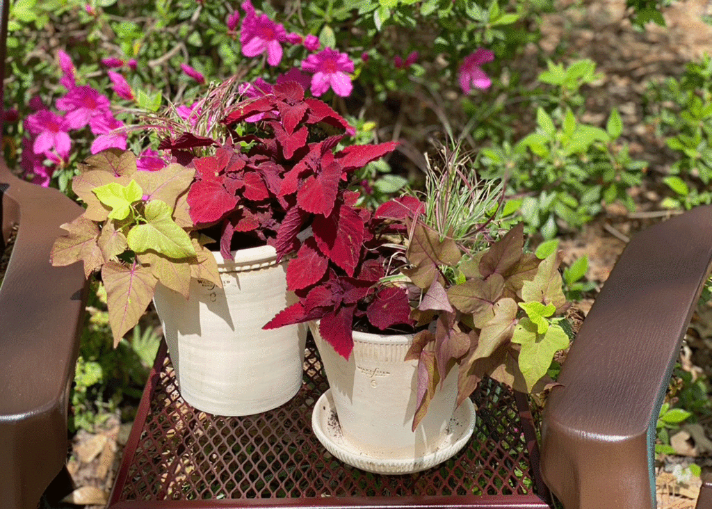 Clay pots filled with coleus and sweet potato vine