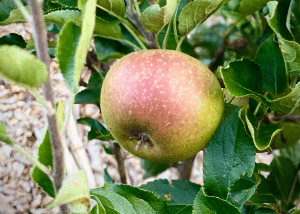 Apple in the community garden