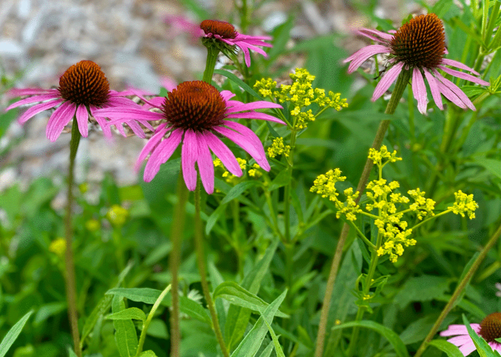 Pink Coneflowers in a community