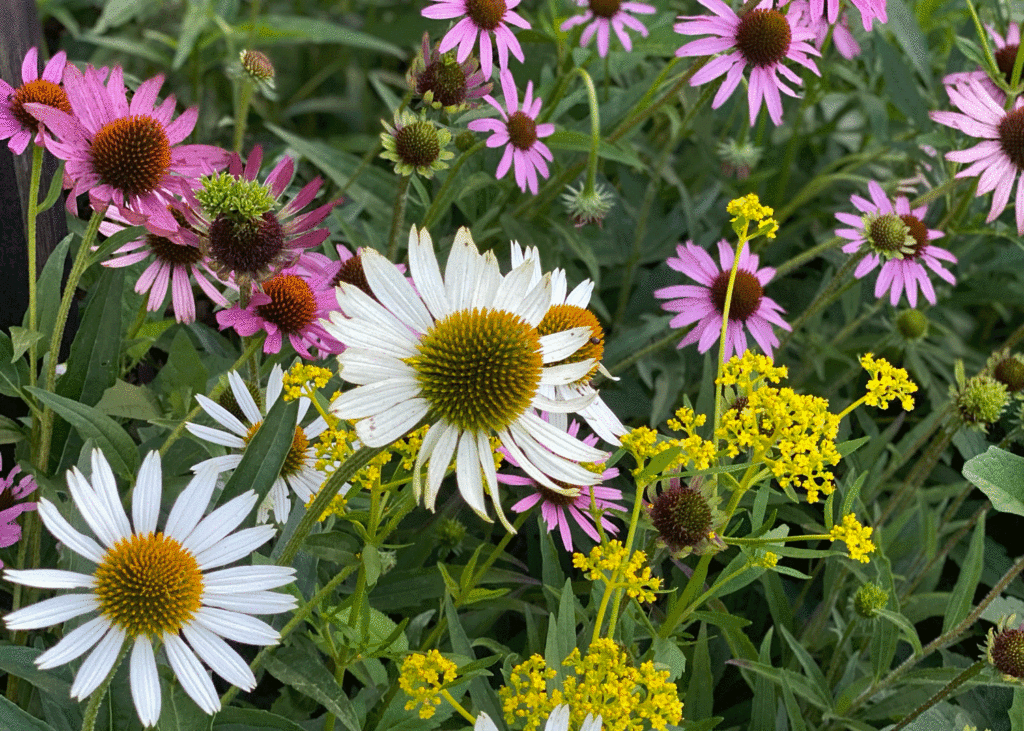 Coneflowers at the community garden