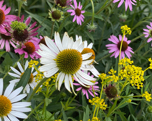 Coneflowers in a garden