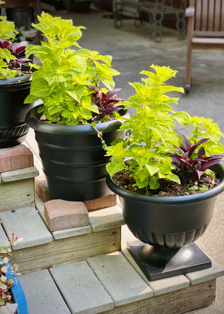 Black planters filled with green coleus