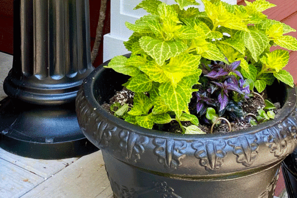 Planters filled with green coleus plants