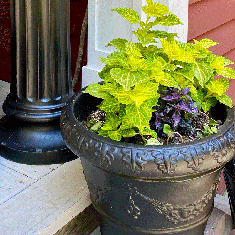 Planters filled with green coleus plants