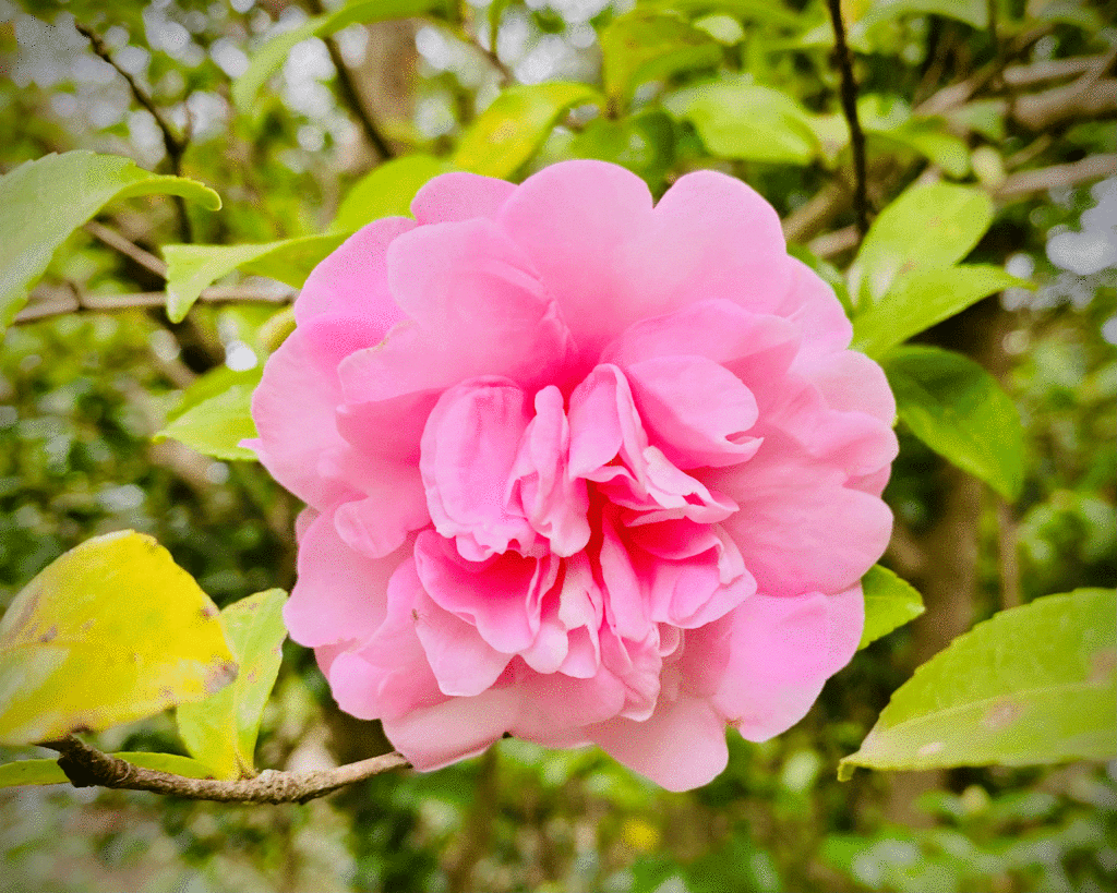Pink camellia bloom | Photo by Lucy Mercer | A Cook and Her Books