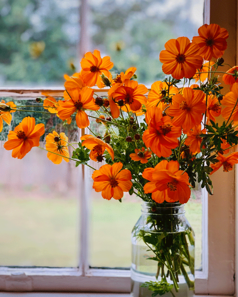 Orange cosmos in a bright window | Photo by Lucy Mercer | A Cook and Her Books