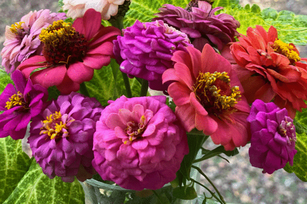 Pink zinnias in a bouquet | Photo by Lucy Mercer | A Cook and Her Books
