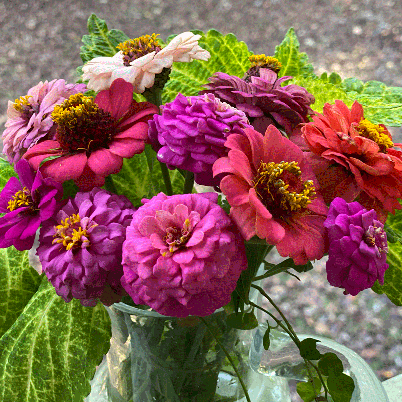 Bouquet of zinnias in a vase