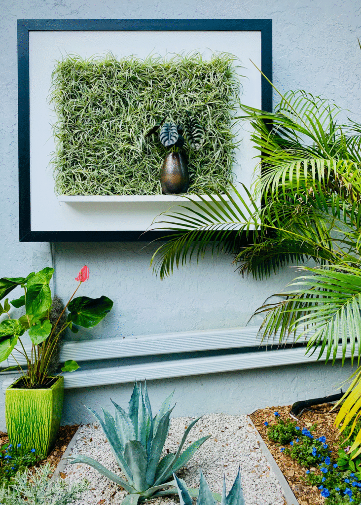Air plants in a frame | Photo by Lucy Mercer/A Cook and Her Books