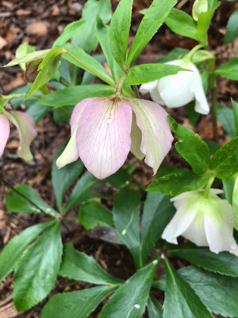 Hellebores blooming in the garden | Photo by Lucy Mercer/A Cook and Her Books