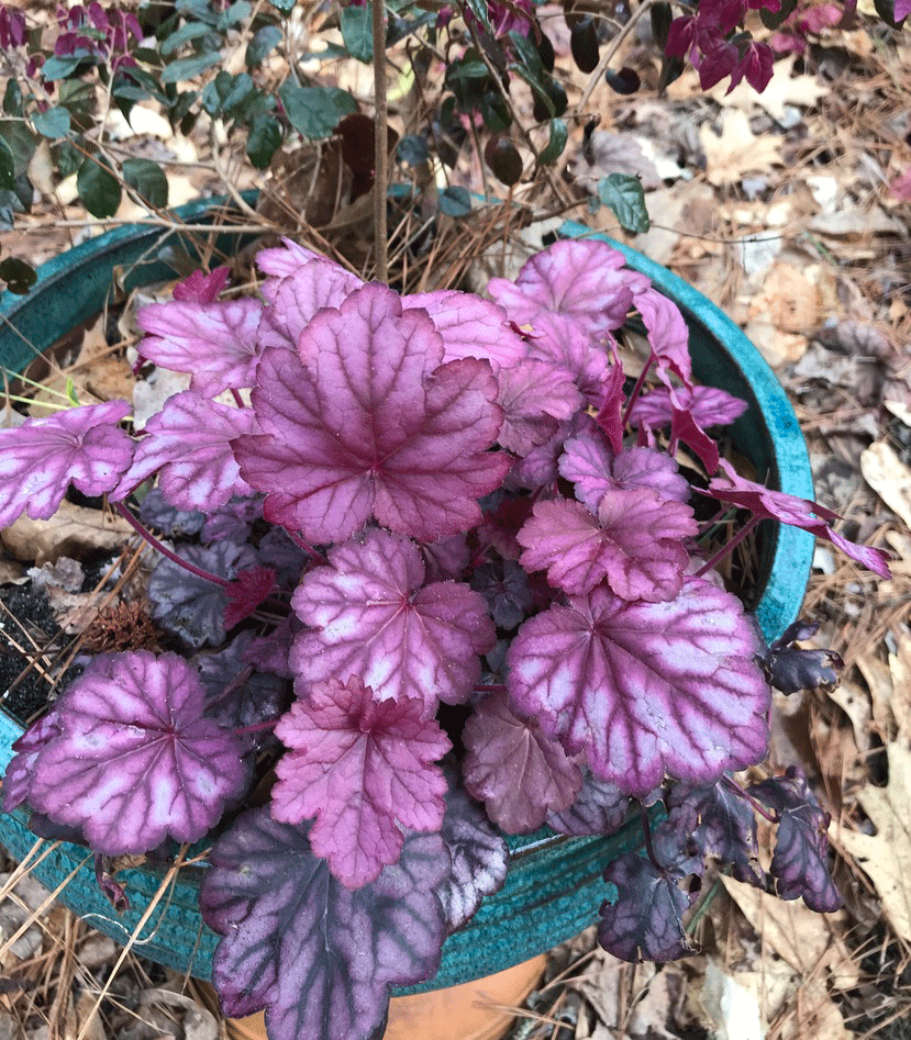 Coral bells in a planter in the garden | Photo by Lucy Mercer/A Cook and Her Books