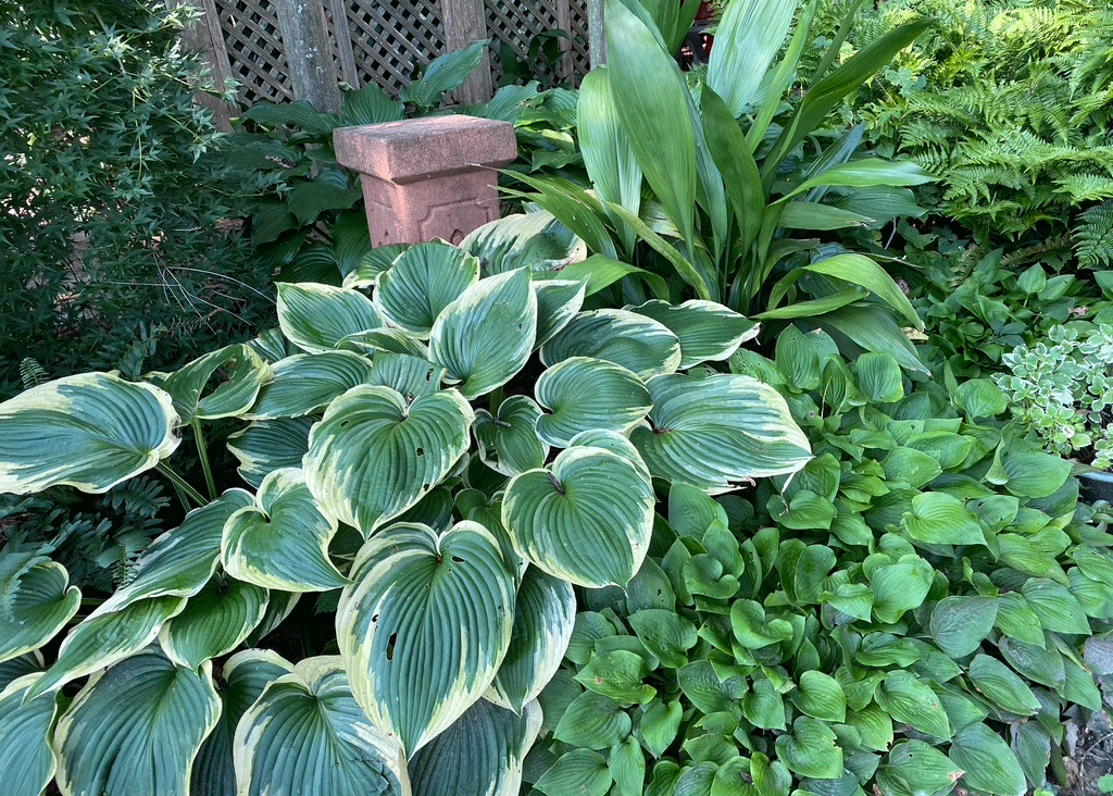 Hostas in a garden bed | Photo by Lucy Mercer/A Cook and Her Books