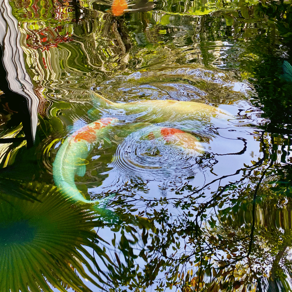 Koi pond at Selby Botanical Garden | Photo by Lucy Mercer/A Cook and Her Books