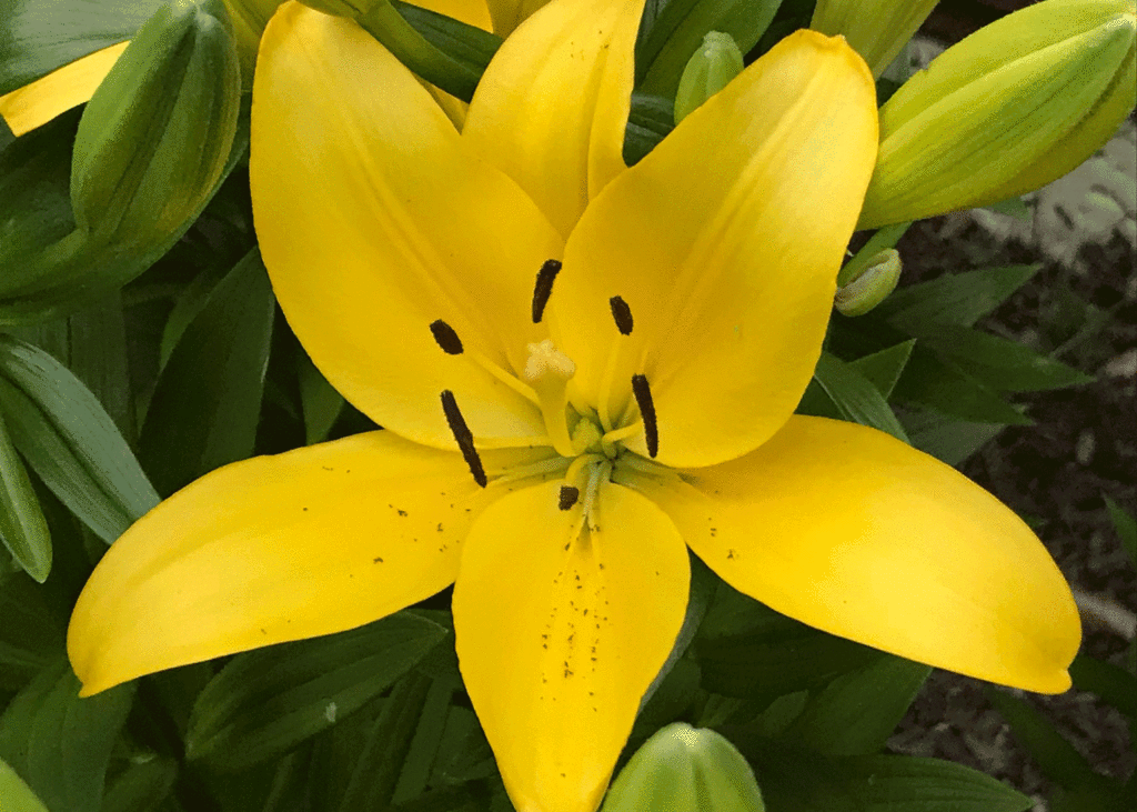 Yellow lily in the garden | Photo by Lucy Mercer/A Cook and Her Booksw