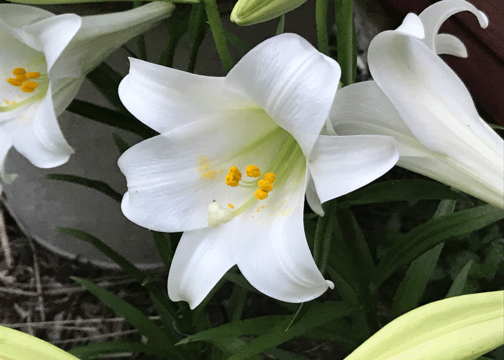 White Easter lily | Photo by Lucy Mercer/ A Cook and Her Books