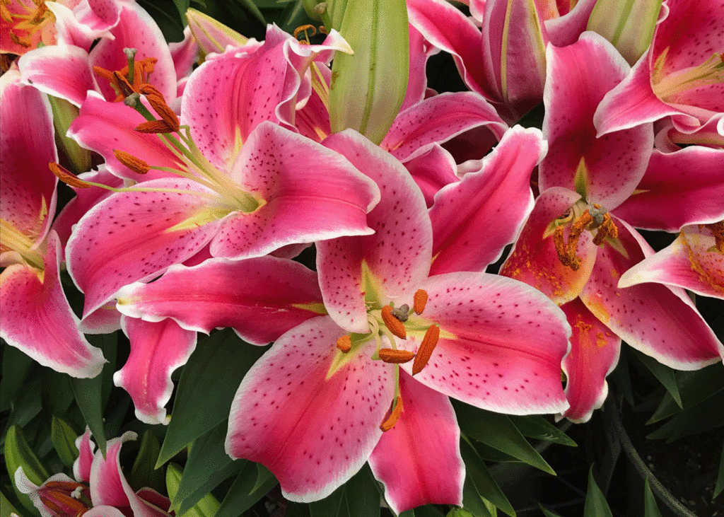 Pink Stargazer lilies | Photo by Lucy Mercer/A Cook and Her Books