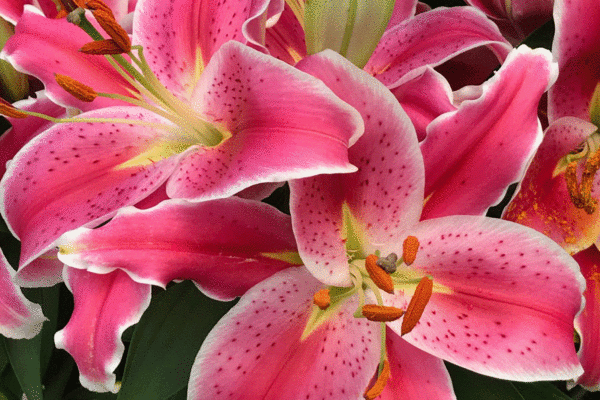 Pink Stargazer lily | Photo by Lucy Mercer/A Cook and Her Books