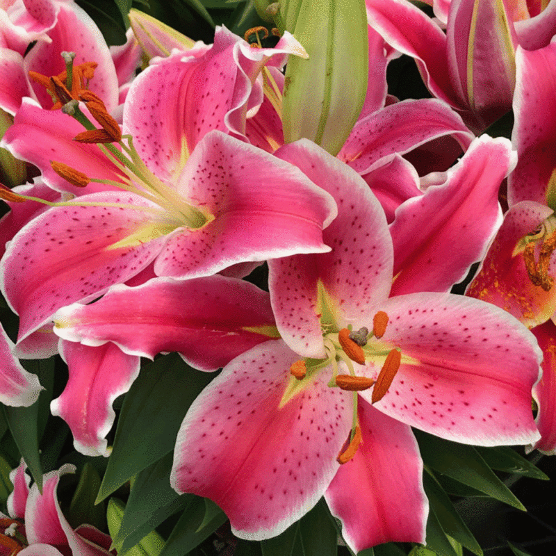 Pink Stargazer lily | Photo by Lucy Mercer/A Cook and Her Books