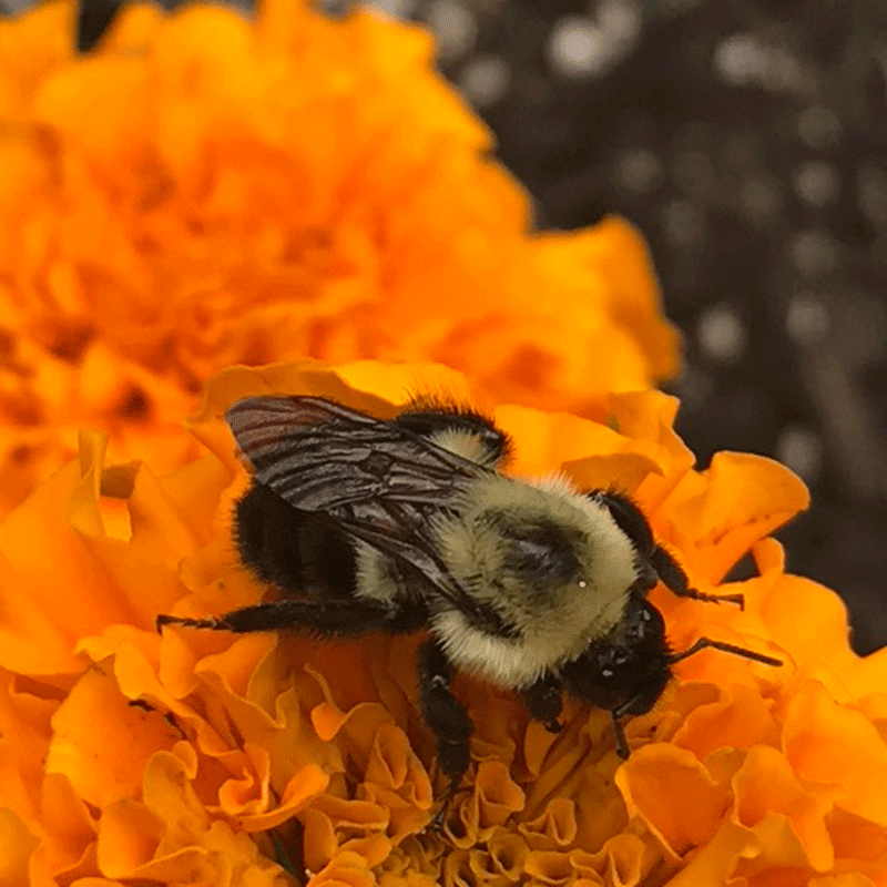 Bee on marigold | Photo by Lucy Mercer/A Cook and Her Books