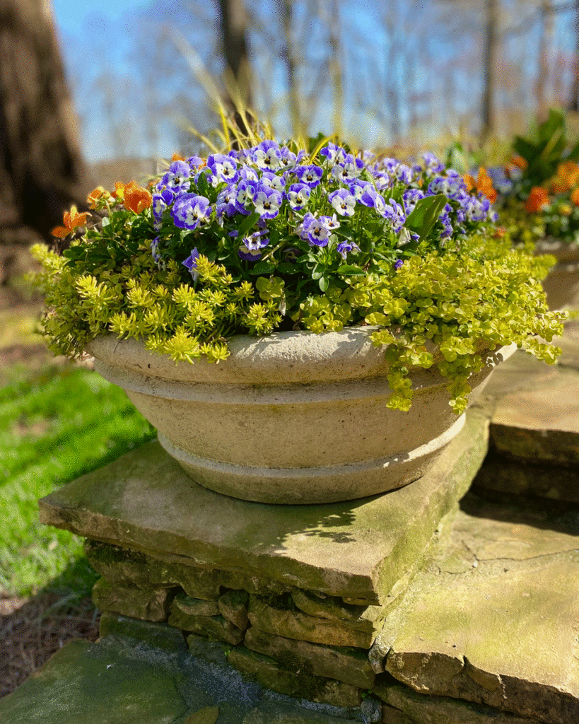 Planter with pansies | Photo by Lucy Mercer/A Cook and Her Books