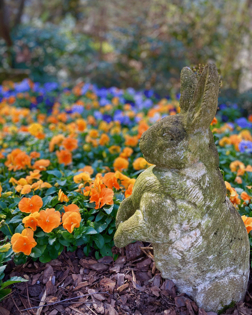 Concrete bunny and pansies | Photo by Lucy Mercer/A Cook and Her Books