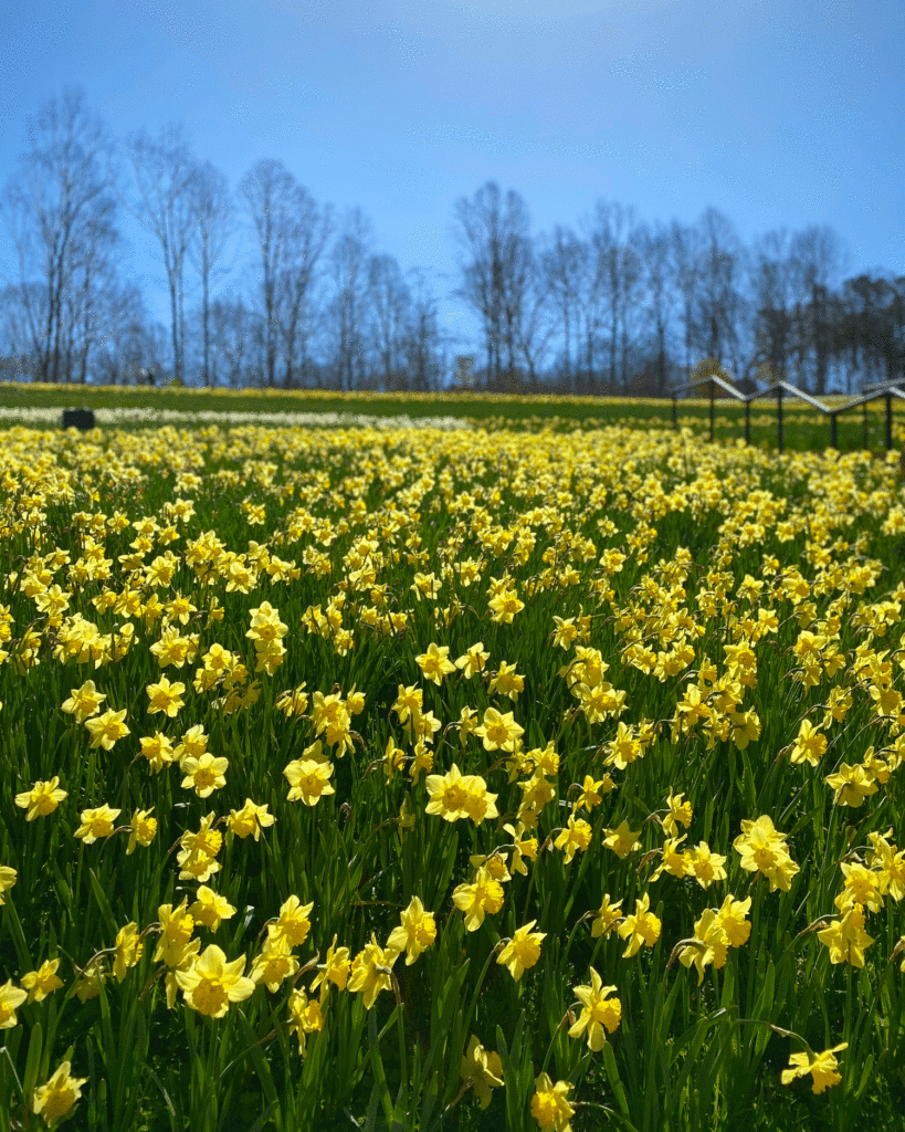 Daffodils at Gibbs Gardens | Photo by Lucy Mercer/A Cook and Her Books