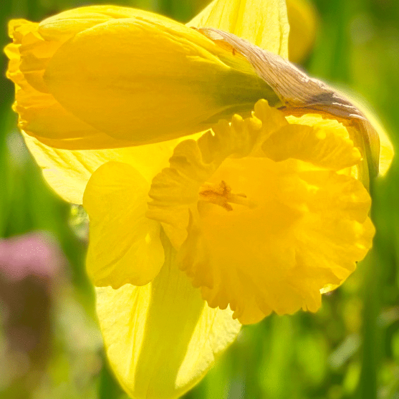 Yellow daffodils in a garden