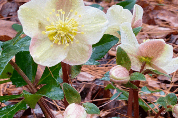 White and pink hellebores in the garden