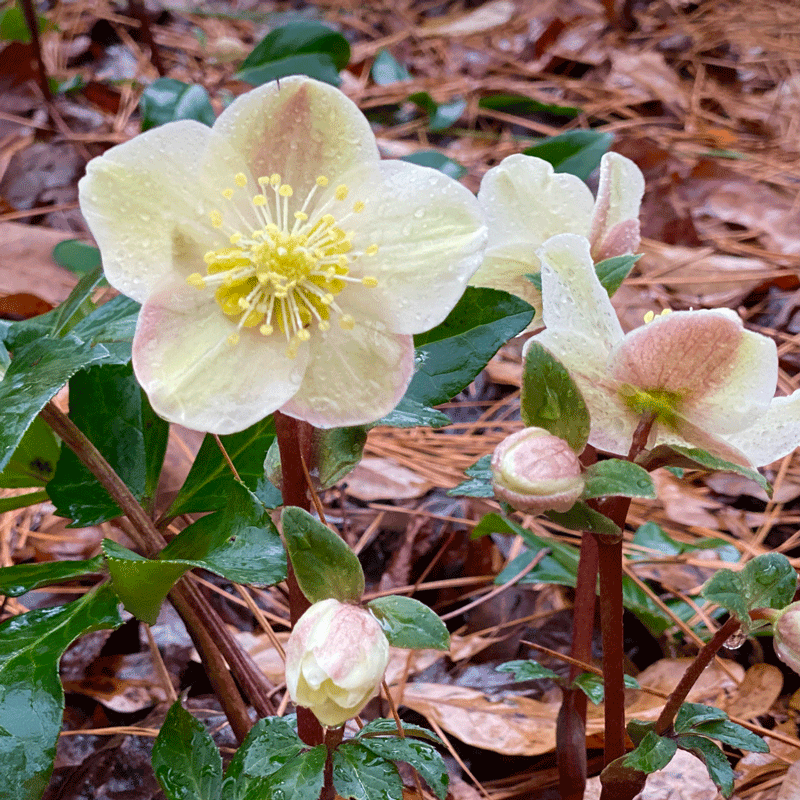 White and pink hellebores in the garden