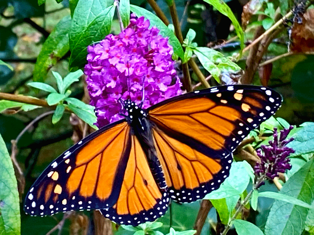 Monarch butterfly on butterfly bush. Photo by Lucy Mercer/A Cook and Her Books
