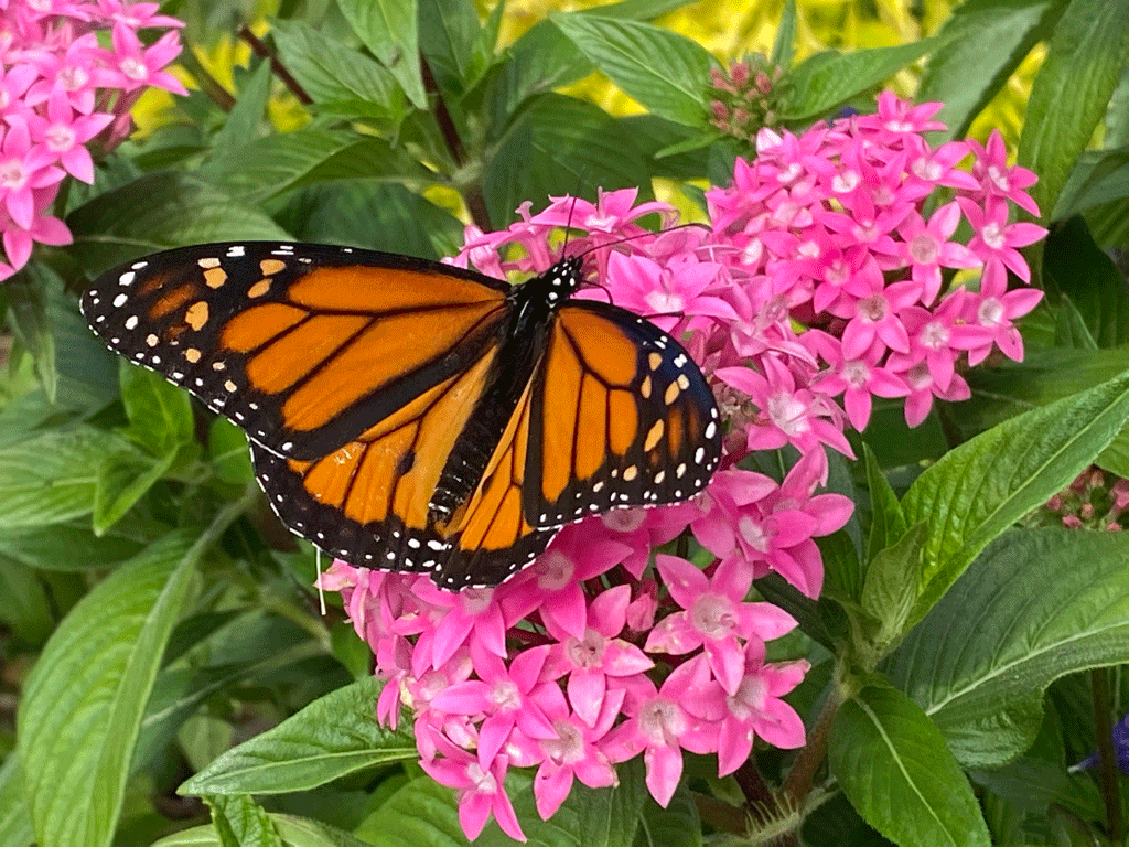 Monarch butterfly on pink pentas | Photo by Lucy Mercer/A Cook and Her Books