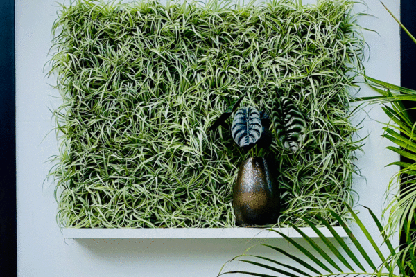 Air plants in a frame with a vase