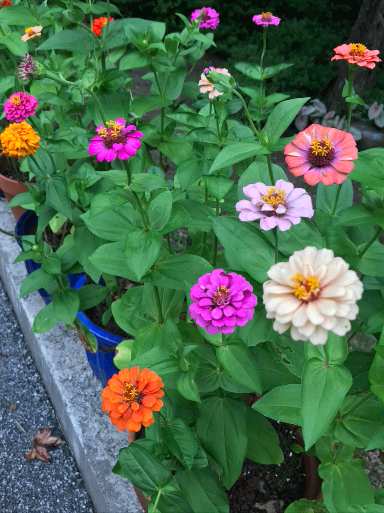 Zinnias grown in containers. Photo by Lucy Mercer/A Cook and Her Books