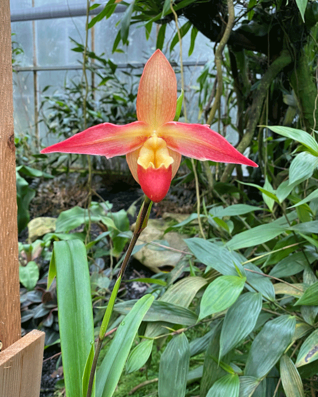 Orchid at Atlanta Botanical Garden | Photo by Lucy Mercer/A Cook and Her Books