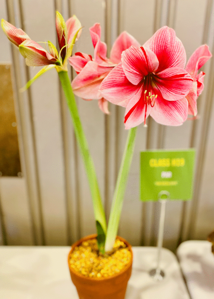 Amaryllis at Flower Show | Photo by Lucy Mercer/A Cook and Her Books