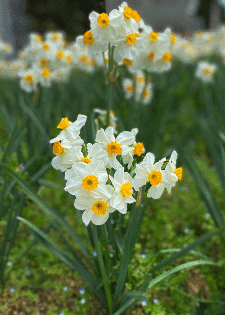 Daffodils in a spring garden