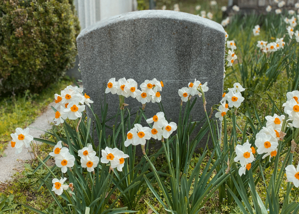 Daffodils by headstone. Photo by Lucy Mercer/A Cook and Her Books