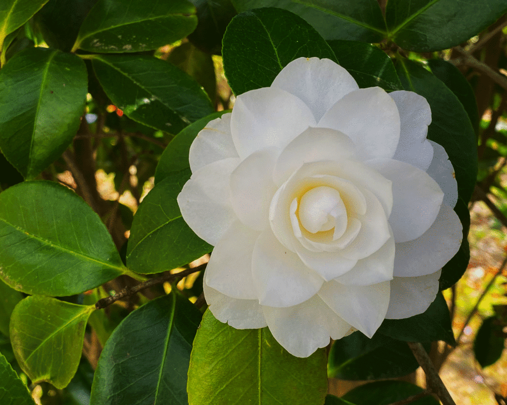 White camellia at Historic Oakland Cemetery | Photo by Lucy Mercer