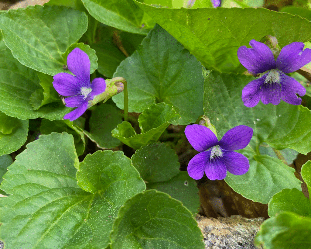 Purple violets | Photo by Lucy Mercer/ A Cook and Her Books