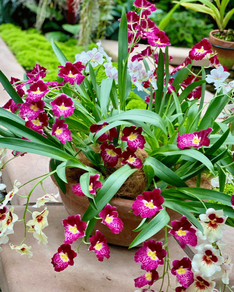 Orchids at the Atlanta Botanical Garden | Photo by Lucy Mercer/A Cook and Her Books