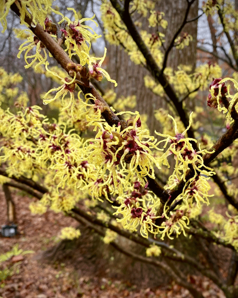 Witch hazel at Atlanta Botanical Garden | Photo by Lucy Mercer/ A Cook and Her Books