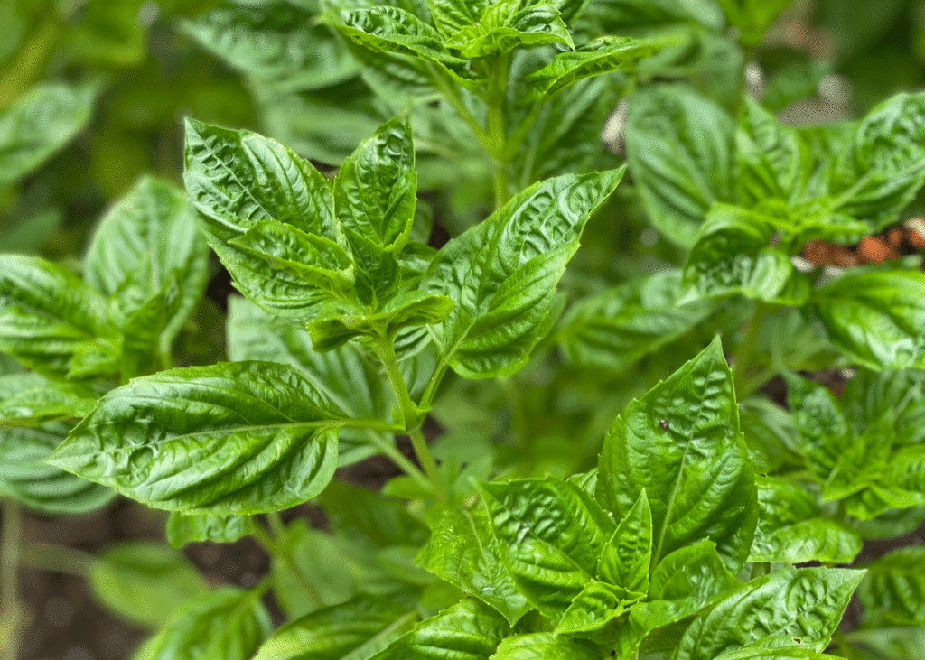 Basil plants in the garden | Photo by Lucy Mercer/A Cook and Her Books
