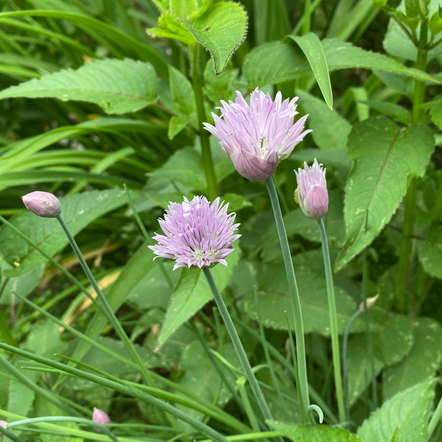 Chive blossoms in the garden | Photo by Lucy Mercer/A Cook and Her Books