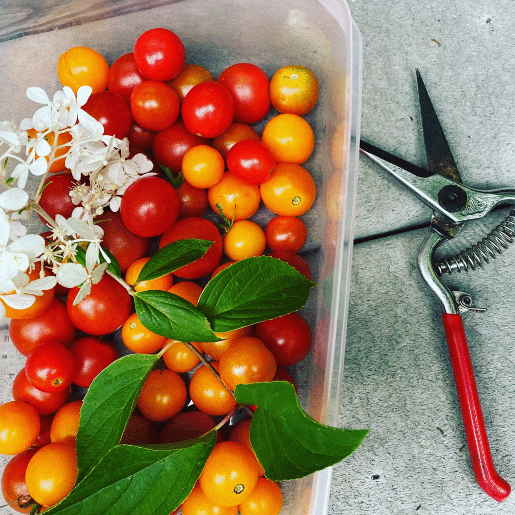 Cherry tomatoes with hydrangea and pruning snips. Photo by Lucy Mercer | A Cook and Her Books